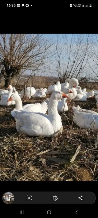 Vand Găste rasă  româneasca, ebden și chinezescă