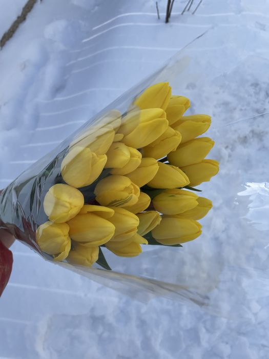 Тюльпаны к 8 марта