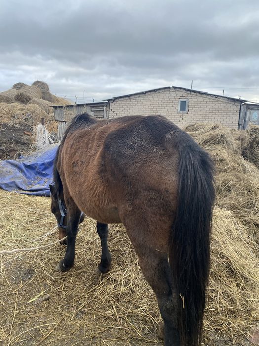 Продам лошадь 6 лет