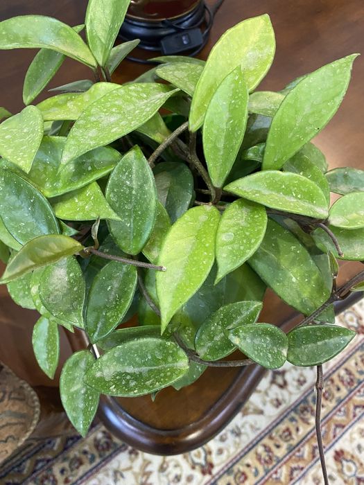 Домашнее растение Хоя