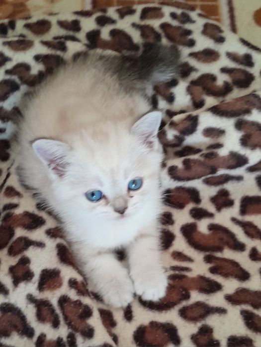 Британские котята