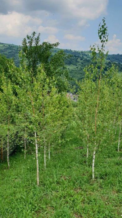 Mesteacăn, Arțar, Stejar și Platan – copaci foioși pentru grădină