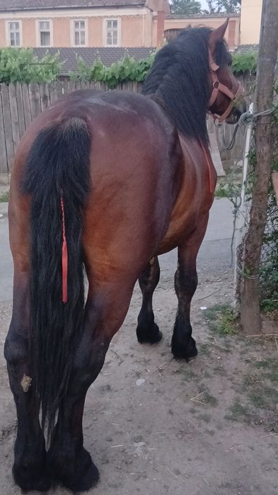 Armăsar de montă fac si deplasari