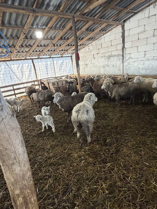 Oi cu miei si gestante