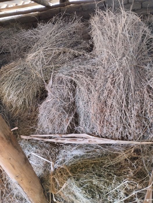 Прим смог ва катта катта бог беда бор