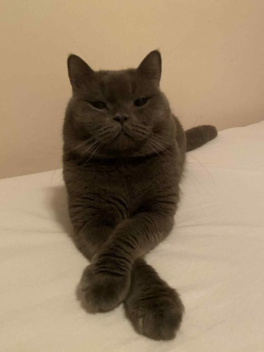 Сребърни британчета