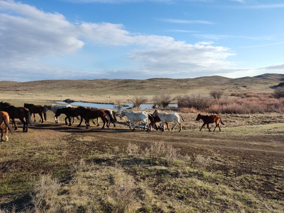Продаю Байтал и Тай