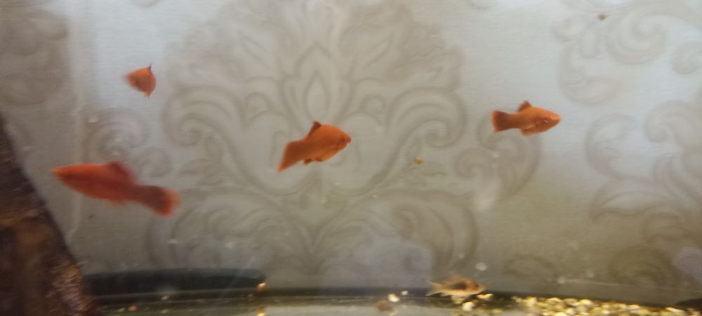 Продам меченосцев рубин