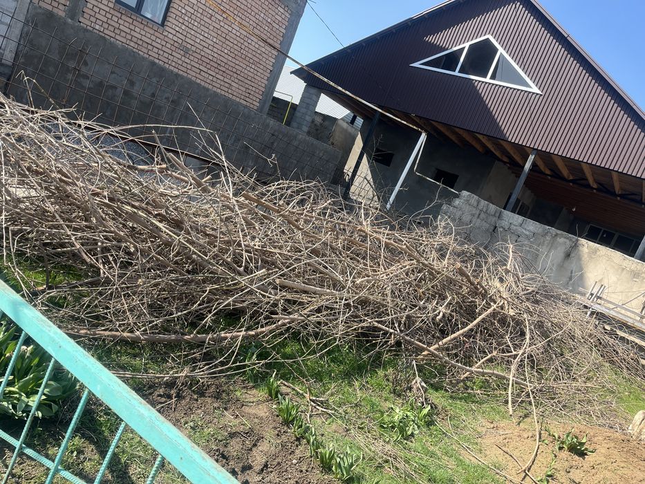 Дрова срезы  веток.крупные есть