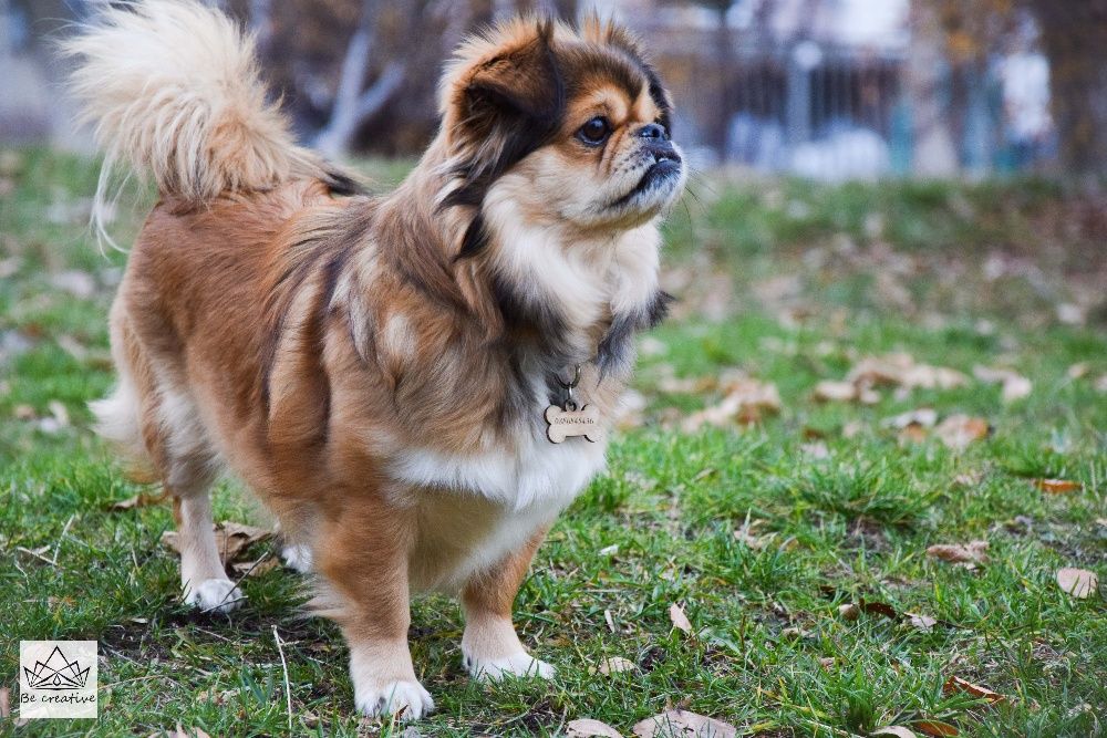 Ръчно изработени кокалчета от дърво за вашият домашен любимец