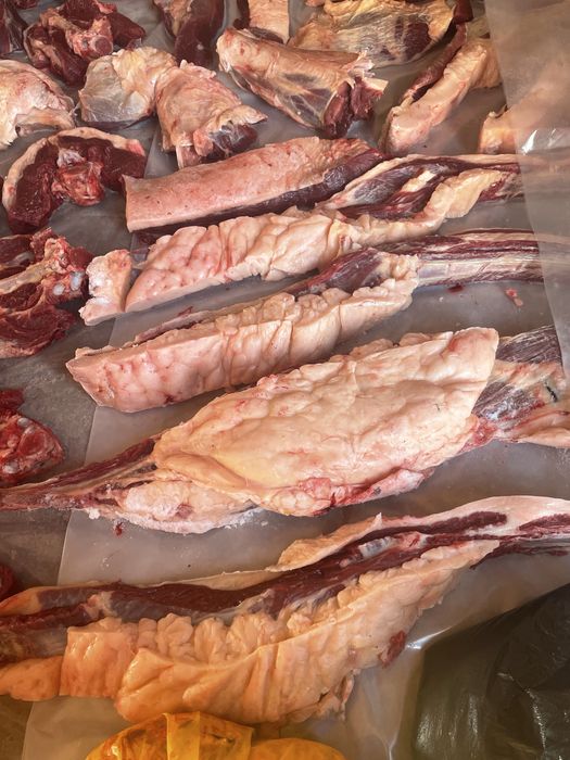 Екі елі бие 4 жасар