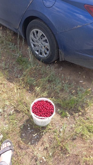 Ферма, Фазенда, Откорм площадка