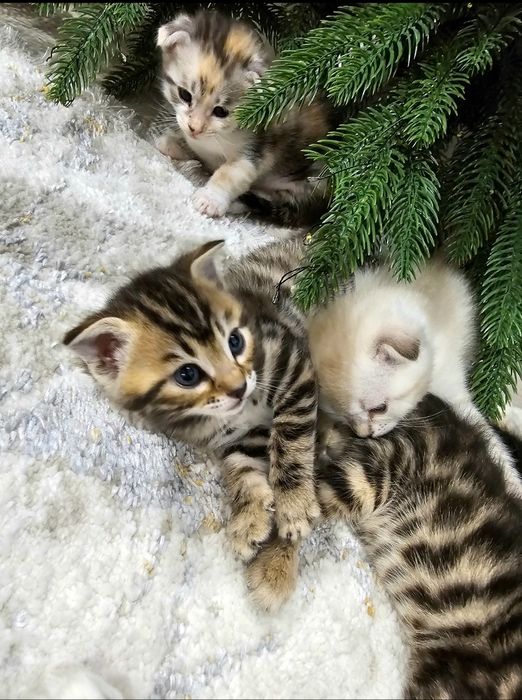 чистокровные котята от правильной вязки. Скоттиш страйт-фолд.100у.е