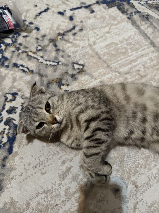 Шотландский вислоухий котик