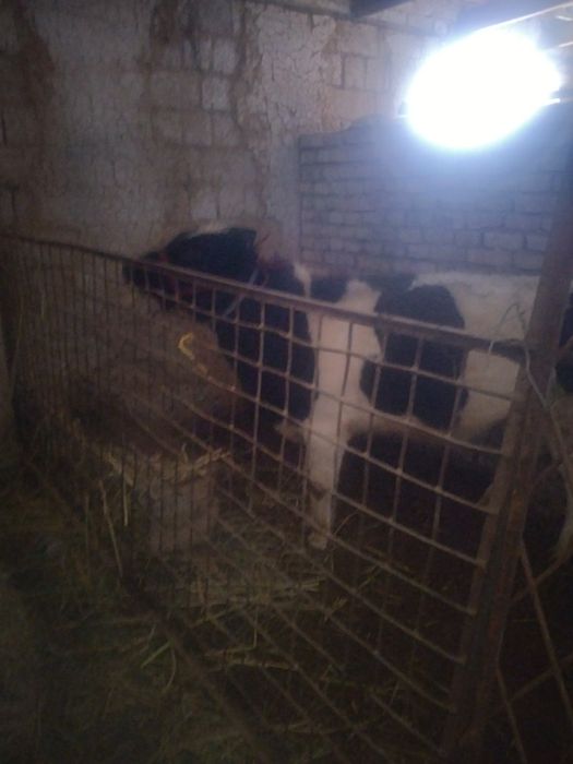 Бука сотилади соглом