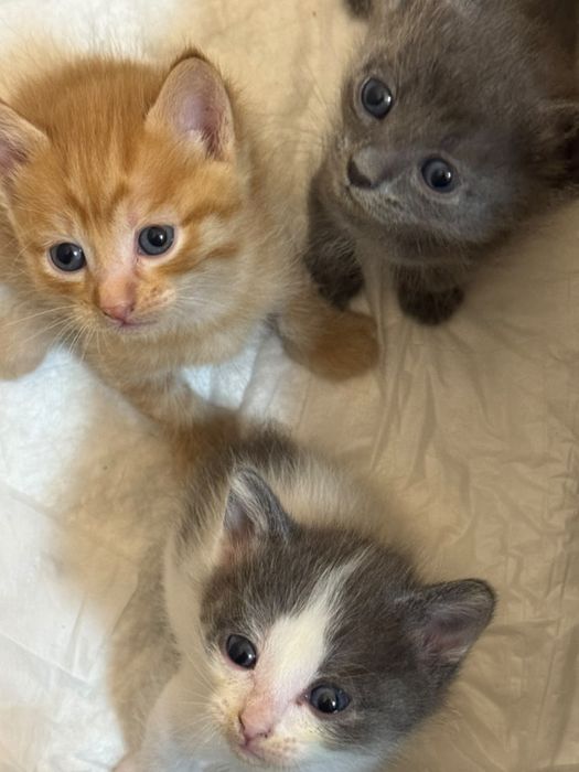 Отдам котят добрые руки
