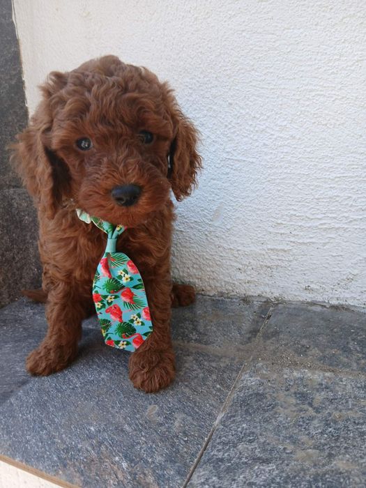 Продавам той пудели