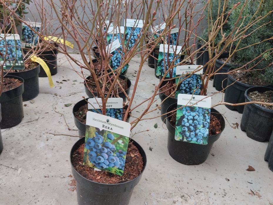 Galubika Голубика