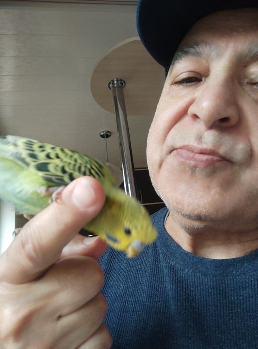 Говорящий Ручной волнистый попугайчик ТОША чик