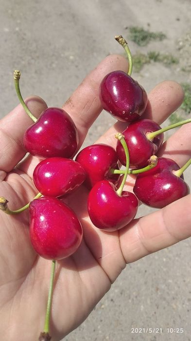 Chereshni nihollari sotiladi