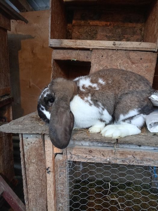 Iepuri rasa berbec german