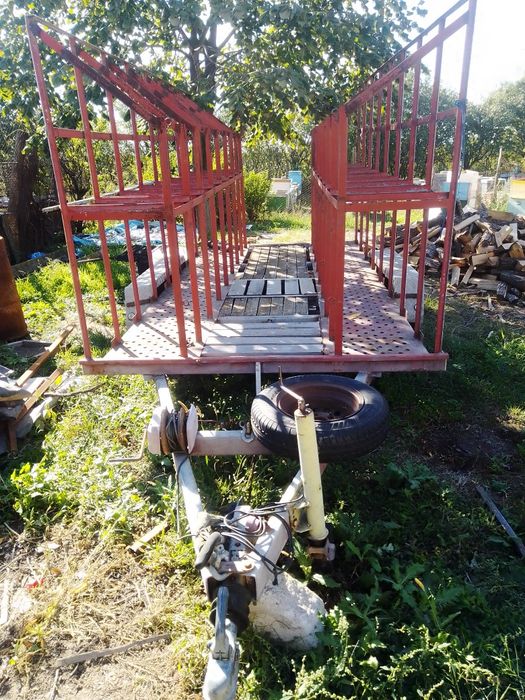 Remrca apicola 2 tone