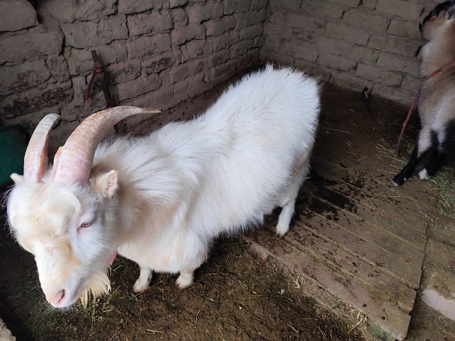 Пародистый теке сатамын