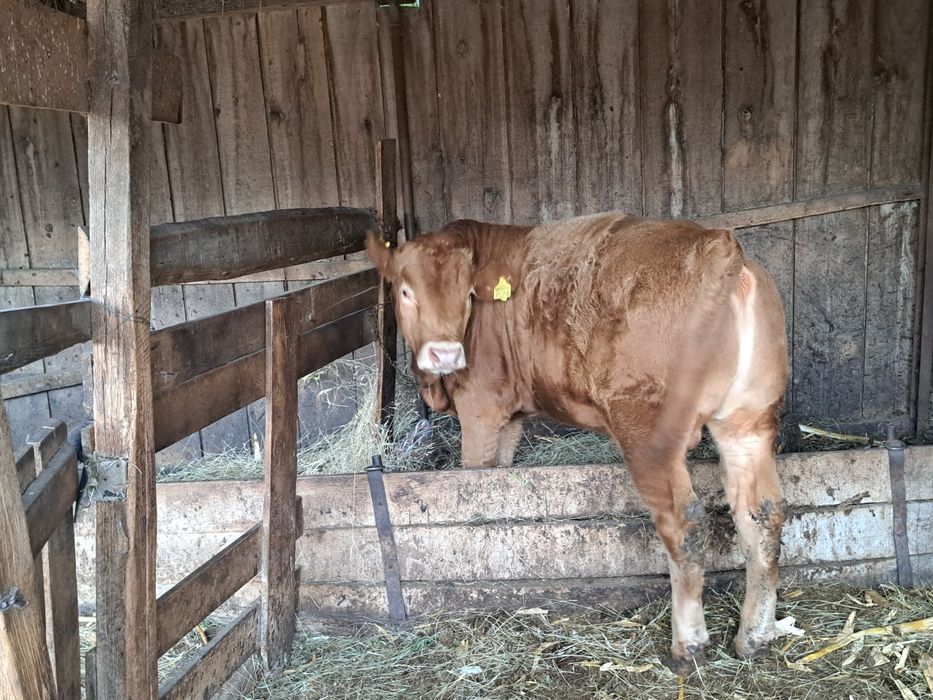 De vânzare vițel