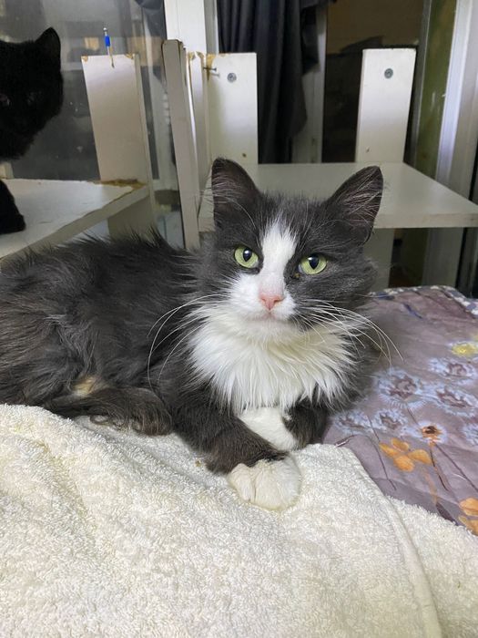 Кошка в добрые руки