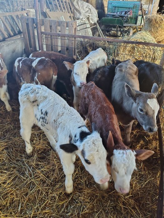 Vând viței sugari