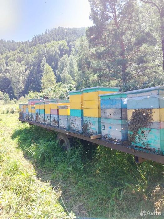 Продам высокогорный мед