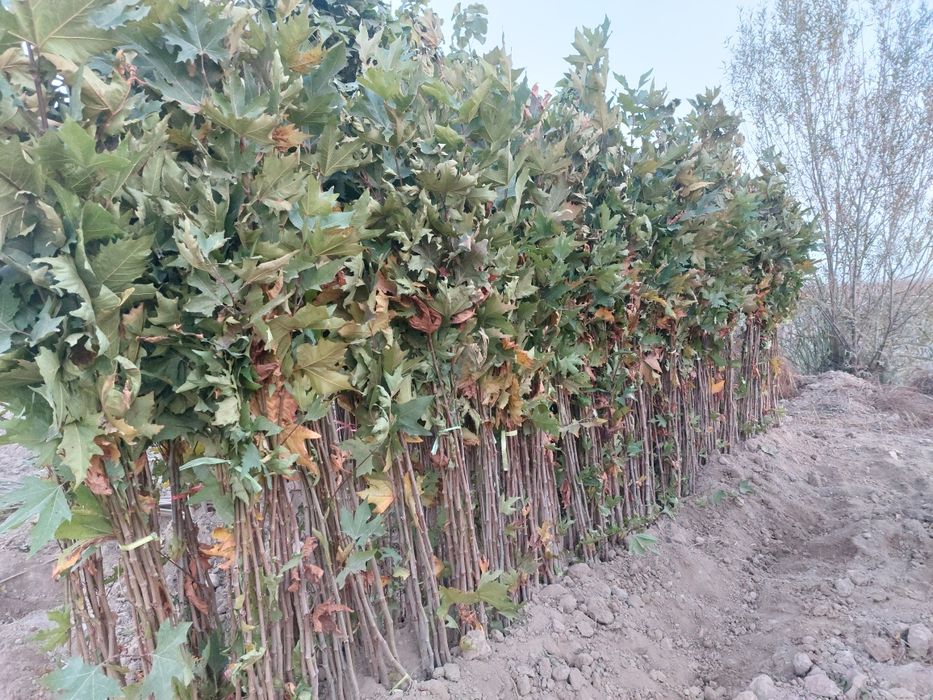 Терак бор. Terak sotiladi