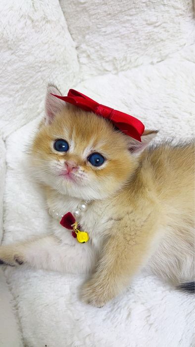 Золотая шиншилла ва поинт