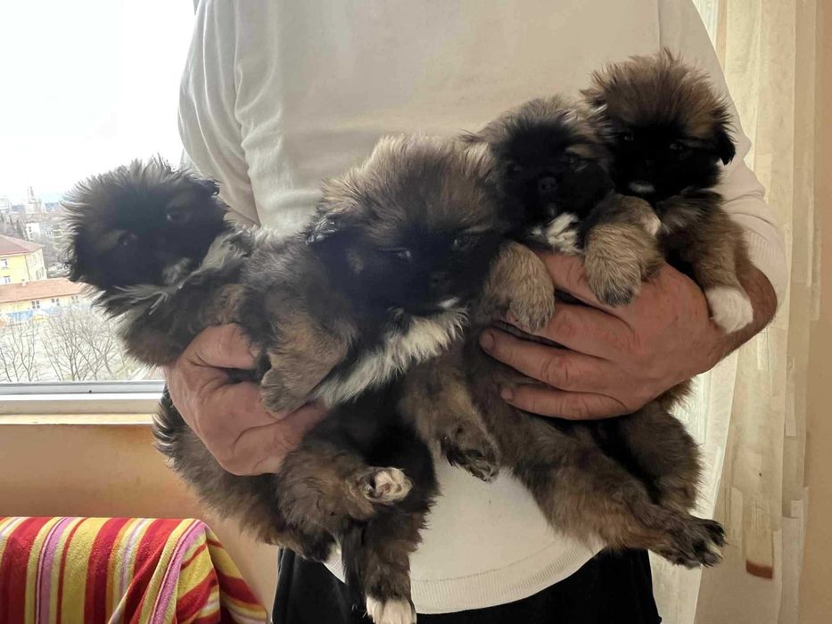 Кучета малкипекинезчета