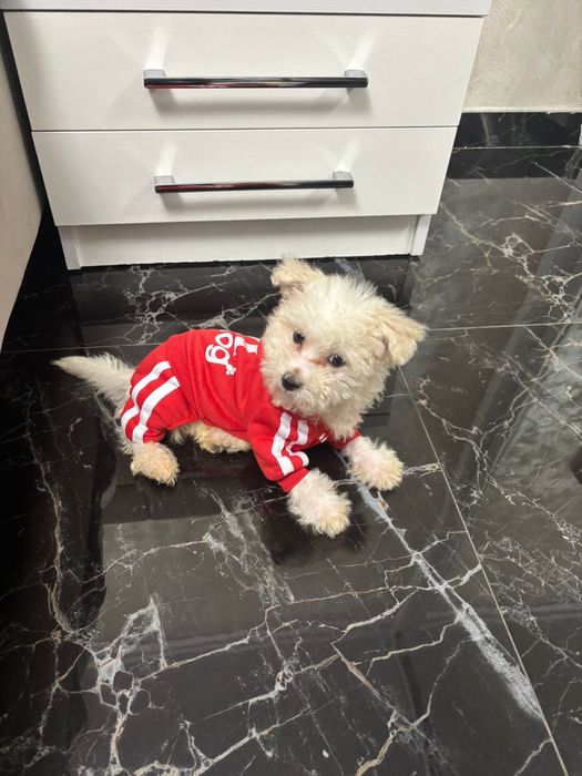 Bichon Maltez 800 de lei