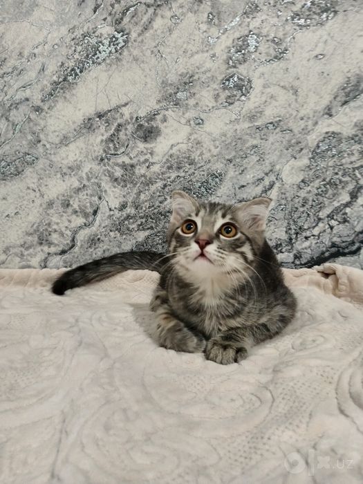 Scottish Fold mushukcha sotiladi