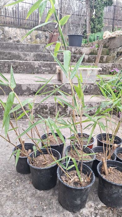 Продавам растения студоустойчив бамбук