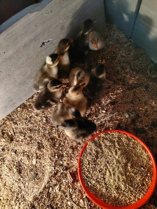 Vând puiuți de rata