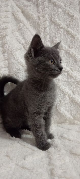 Милая кошечка. Отдадим в добрые ручки.