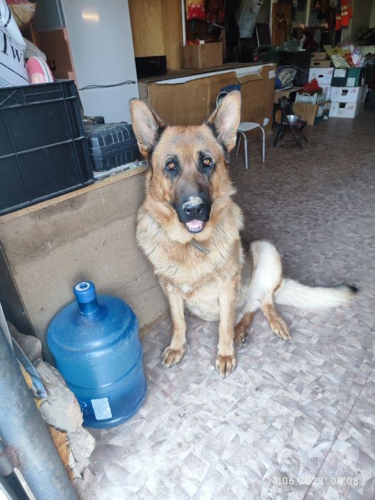 Вязка собак овчарка