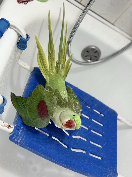 Продается Александрийский ручной попугай