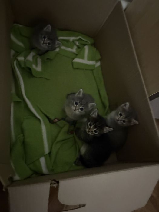 Отдам котят в добрые руки