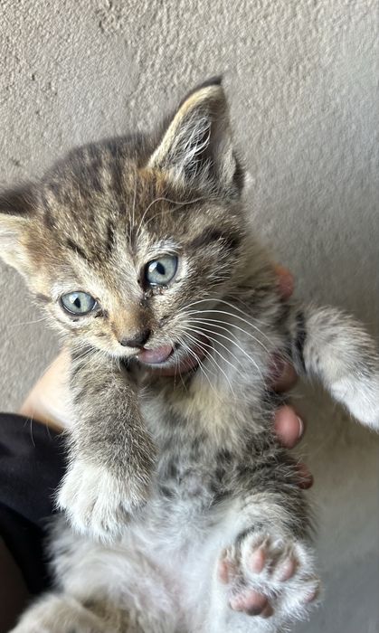 Отдам котят 1 мес косшы