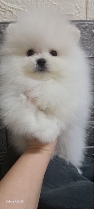 Очаровательные шпицы мишки