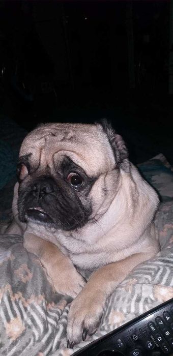 ВЯЗКА королевский мопс