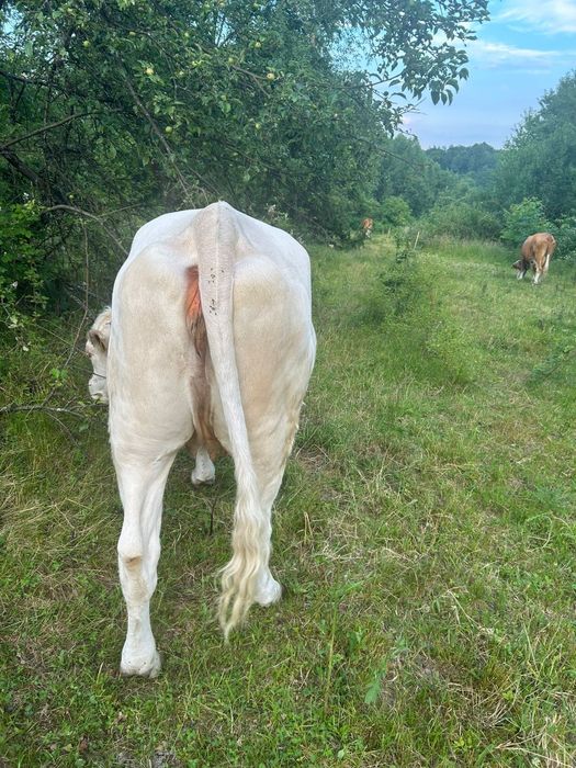 Vând junincă la prima fătare