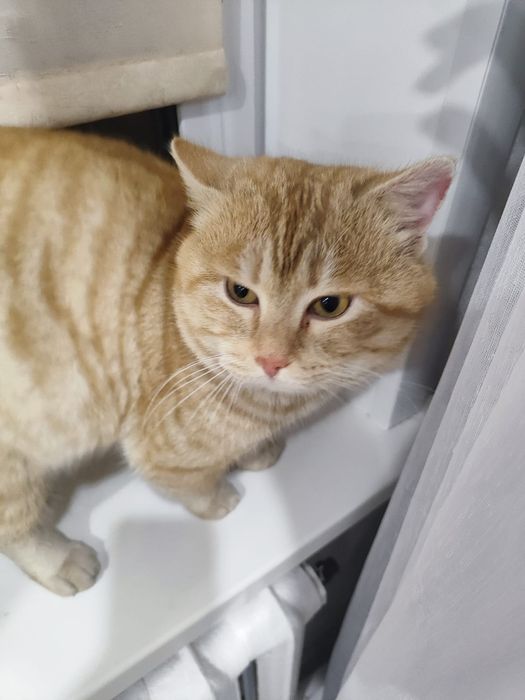 Помогите коту найти  дом