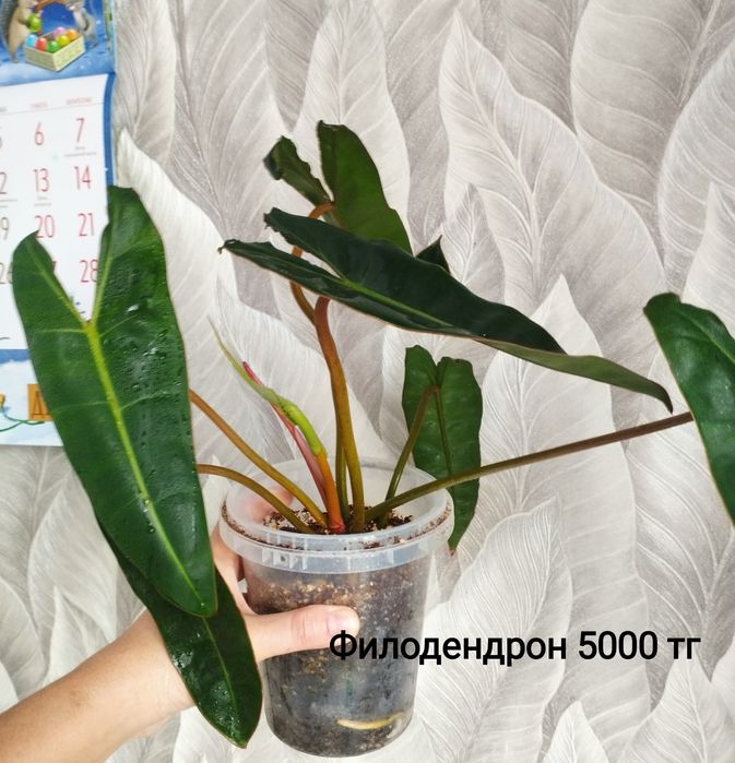 Цветы Монстера Бурле макс, филодендрон