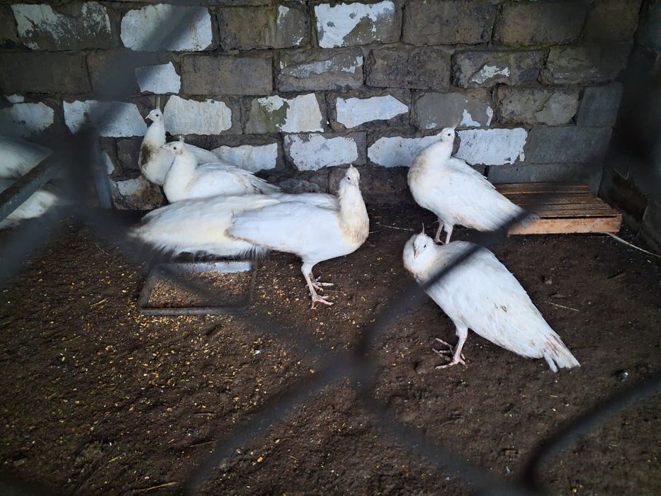 Продам павлинов белых и индийских