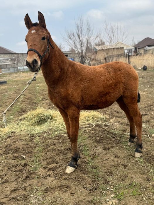 Жаксы ири тайлар сатылады